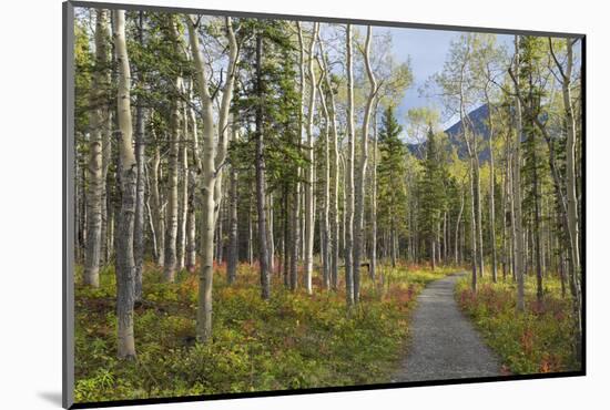 Canada, Yukon Territory, Kluane National Park. Trail through aspen forest.-Jaynes Gallery-Mounted Photographic Print