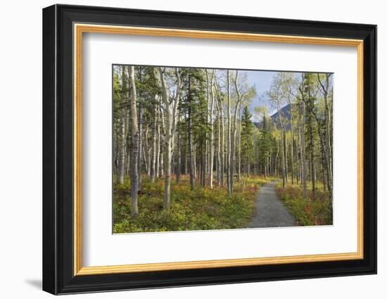 Canada, Yukon Territory, Kluane National Park. Trail through aspen forest.-Jaynes Gallery-Framed Photographic Print