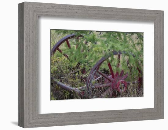 Canada, Yukon Territory. Old wagon wheels in grass.-Jaynes Gallery-Framed Photographic Print