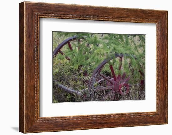 Canada, Yukon Territory. Old wagon wheels in grass.-Jaynes Gallery-Framed Photographic Print