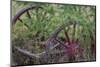 Canada, Yukon Territory. Old wagon wheels in grass.-Jaynes Gallery-Mounted Photographic Print