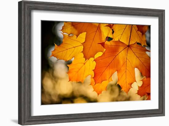 Canadian Autumn-Ursula Abresch-Framed Photographic Print