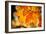 Canadian Autumn-Ursula Abresch-Framed Photographic Print