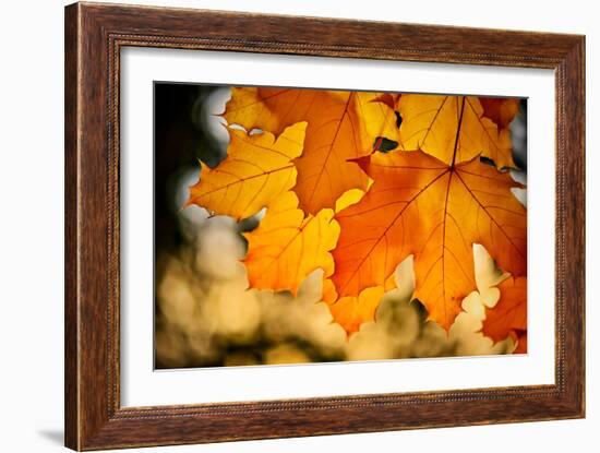 Canadian Autumn-Ursula Abresch-Framed Photographic Print