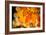 Canadian Autumn-Ursula Abresch-Framed Photographic Print