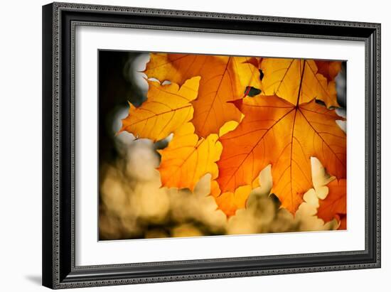 Canadian Autumn-Ursula Abresch-Framed Photographic Print