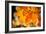 Canadian Autumn-Ursula Abresch-Framed Photographic Print