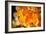 Canadian Autumn-Ursula Abresch-Framed Photographic Print