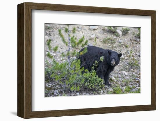 Canadian Black Bear as Seen from the Icefields Parkway-Howie Garber-Framed Photographic Print