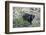 Canadian Black Bear as Seen from the Icefields Parkway-Howie Garber-Framed Photographic Print