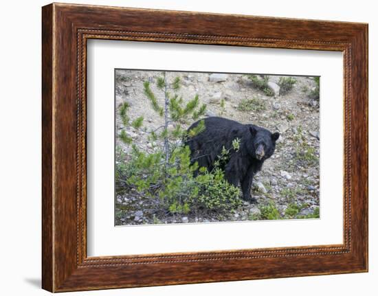 Canadian Black Bear as Seen from the Icefields Parkway-Howie Garber-Framed Photographic Print