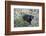 Canadian Black Bear as Seen from the Icefields Parkway-Howie Garber-Framed Photographic Print