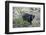 Canadian Black Bear as Seen from the Icefields Parkway-Howie Garber-Framed Photographic Print