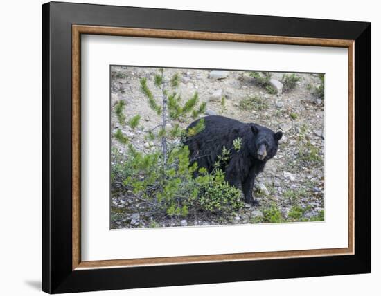 Canadian Black Bear as Seen from the Icefields Parkway-Howie Garber-Framed Photographic Print