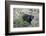 Canadian Black Bear as Seen from the Icefields Parkway-Howie Garber-Framed Photographic Print