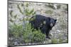 Canadian Black Bear as Seen from the Icefields Parkway-Howie Garber-Mounted Photographic Print