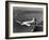 Canadian Colonial Airways Passenger Plane Flys over George Washington Bridge in Montreal, Canada-Margaret Bourke-White-Framed Photographic Print