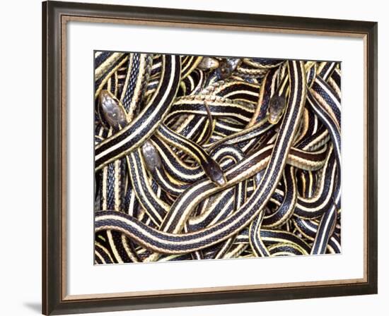 Canadian Garter Snake-David Northcott-Framed Photographic Print