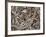 Canadian Garter Snake-David Northcott-Framed Photographic Print