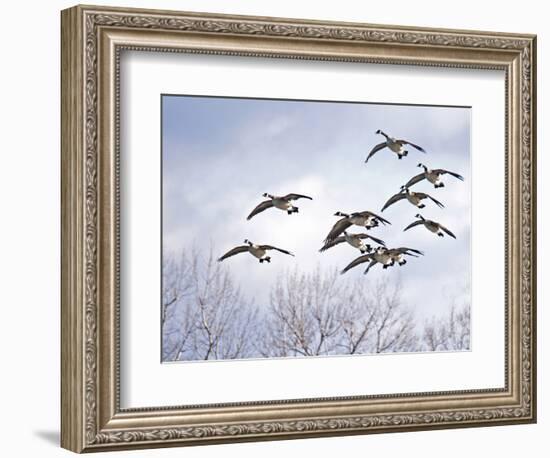 Canadian Geese, Iowa, USA-Michael Scheufler-Framed Photographic Print