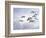 Canadian Geese, Iowa, USA-Michael Scheufler-Framed Photographic Print