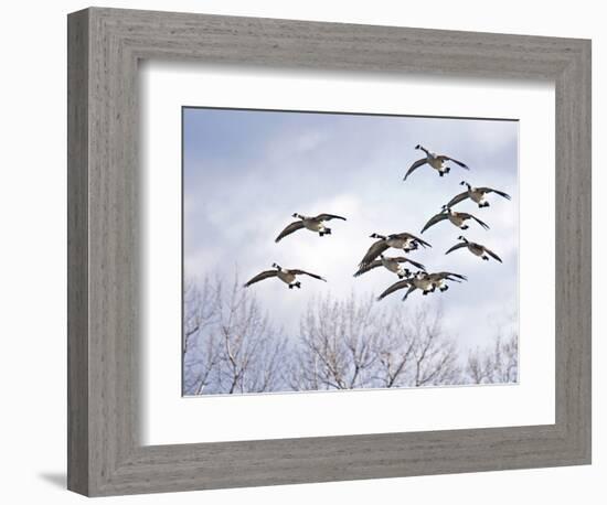 Canadian Geese, Iowa, USA-Michael Scheufler-Framed Photographic Print