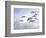 Canadian Geese, Iowa, USA-Michael Scheufler-Framed Photographic Print