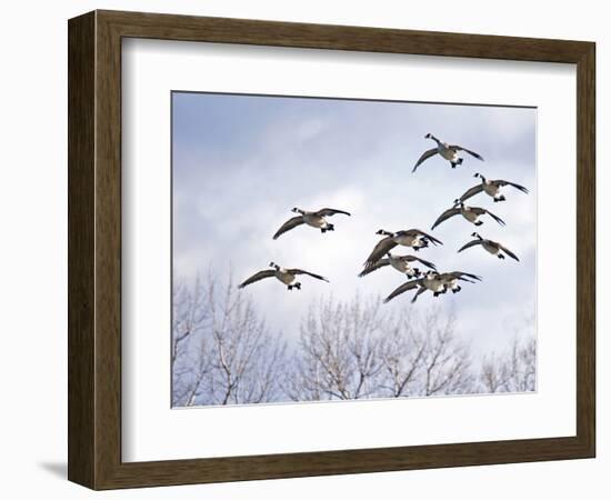 Canadian Geese, Iowa, USA-Michael Scheufler-Framed Photographic Print