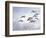 Canadian Geese, Iowa, USA-Michael Scheufler-Framed Photographic Print