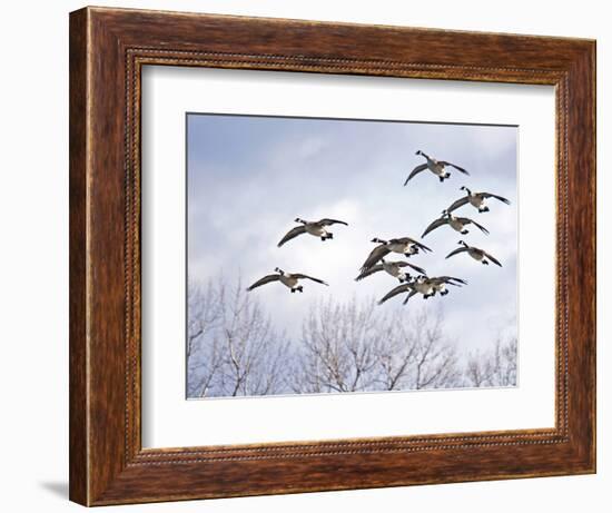 Canadian Geese, Iowa, USA-Michael Scheufler-Framed Photographic Print