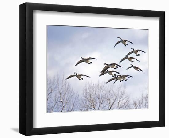 Canadian Geese, Iowa, USA-Michael Scheufler-Framed Photographic Print