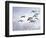 Canadian Geese, Iowa, USA-Michael Scheufler-Framed Photographic Print