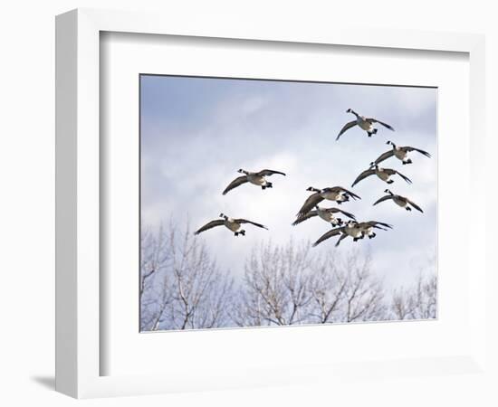 Canadian Geese, Iowa, USA-Michael Scheufler-Framed Photographic Print