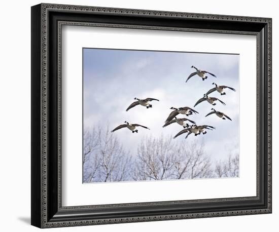 Canadian Geese, Iowa, USA-Michael Scheufler-Framed Photographic Print