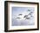 Canadian Geese, Iowa, USA-Michael Scheufler-Framed Photographic Print