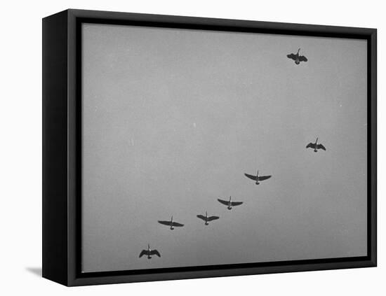Canadian Geese-Andreas Feininger-Framed Premier Image Canvas