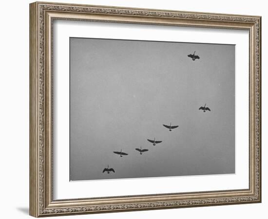 Canadian Geese-Andreas Feininger-Framed Photographic Print