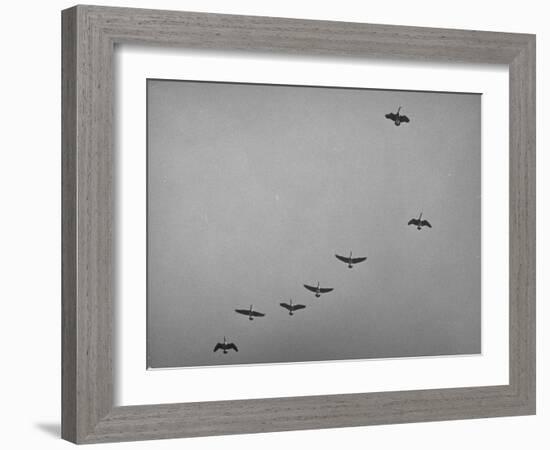 Canadian Geese-Andreas Feininger-Framed Photographic Print