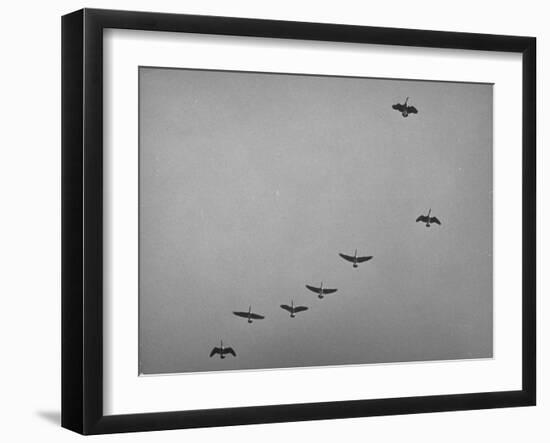 Canadian Geese-Andreas Feininger-Framed Photographic Print