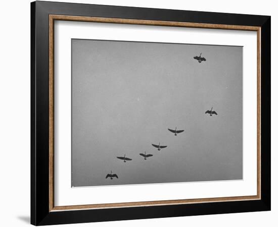 Canadian Geese-Andreas Feininger-Framed Photographic Print