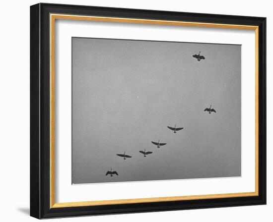 Canadian Geese-Andreas Feininger-Framed Photographic Print