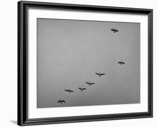 Canadian Geese-Andreas Feininger-Framed Photographic Print