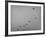 Canadian Geese-Andreas Feininger-Framed Photographic Print