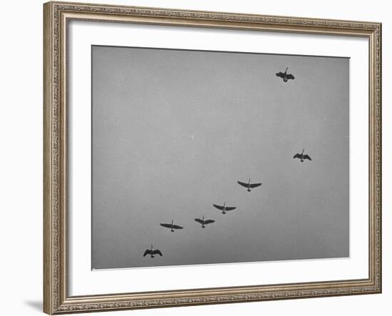 Canadian Geese-Andreas Feininger-Framed Photographic Print