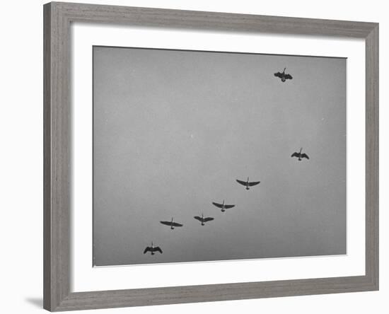 Canadian Geese-Andreas Feininger-Framed Photographic Print