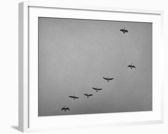 Canadian Geese-Andreas Feininger-Framed Photographic Print