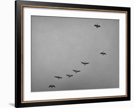 Canadian Geese-Andreas Feininger-Framed Photographic Print