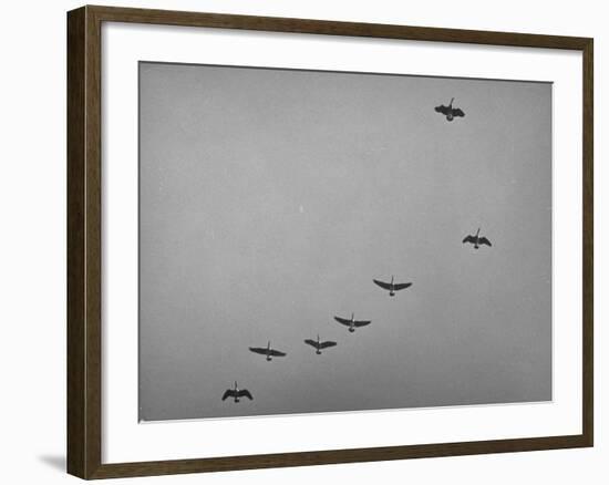 Canadian Geese-Andreas Feininger-Framed Photographic Print