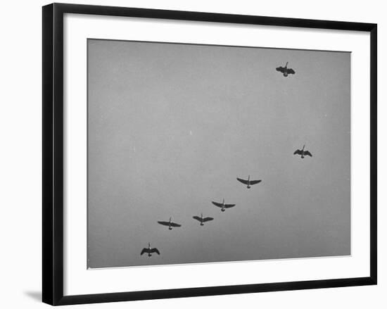 Canadian Geese-Andreas Feininger-Framed Photographic Print