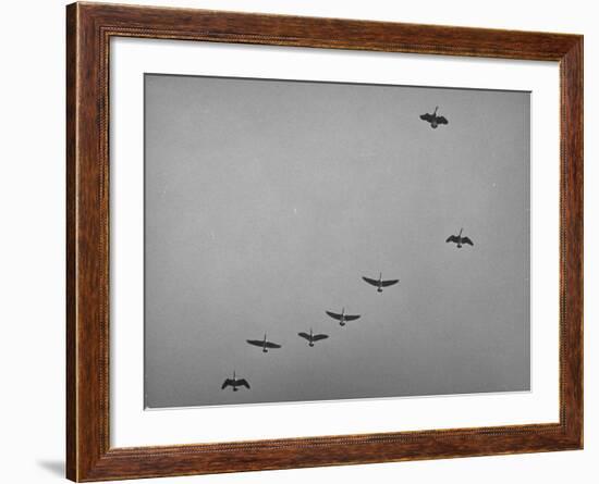 Canadian Geese-Andreas Feininger-Framed Photographic Print